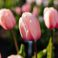Tulppaani 'Salmon Impression'