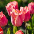 Tulppaani 'Salmon Prince'