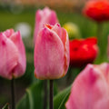 Tulppaani 'Salmon Prince'