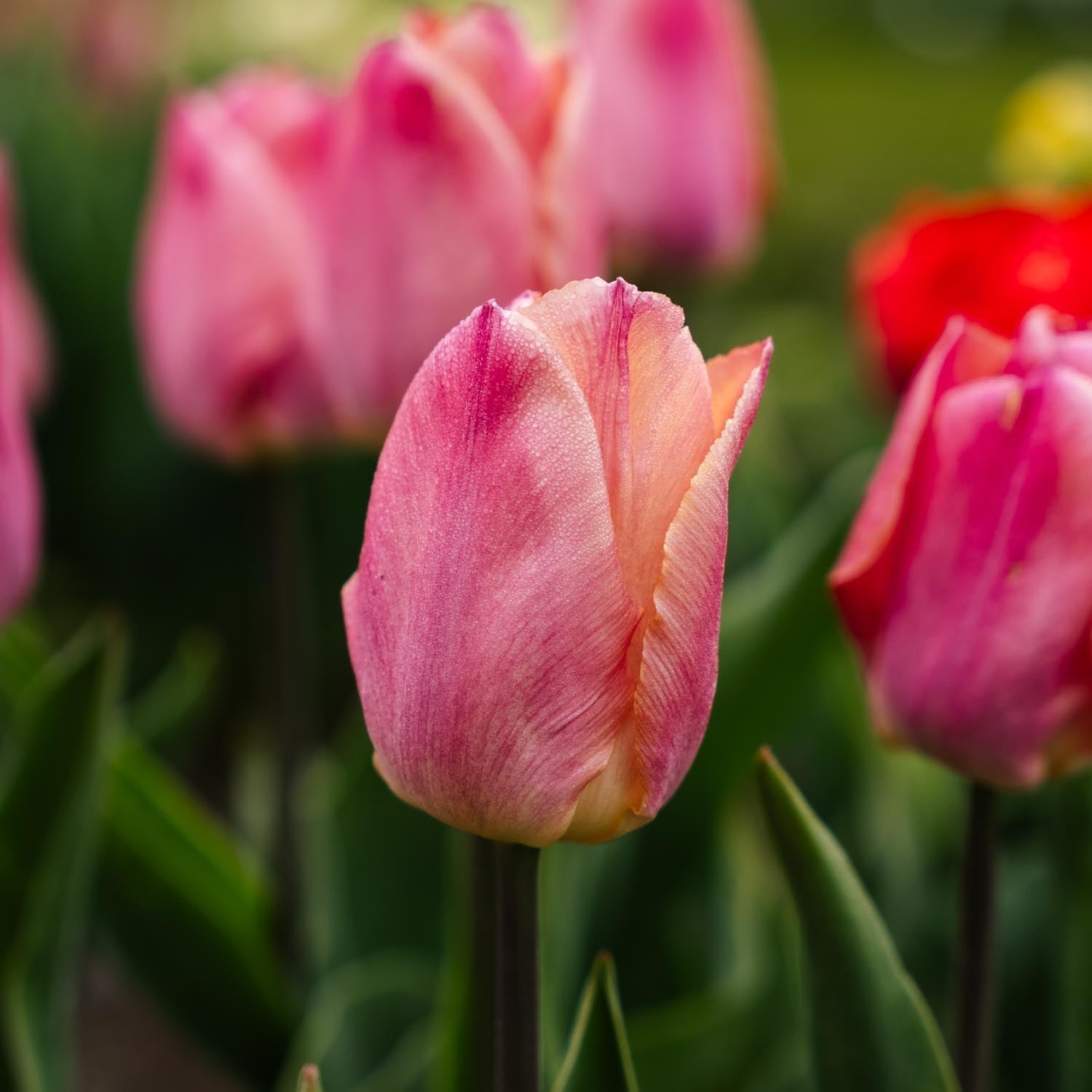 Tulppaani 'Salmon Prince'