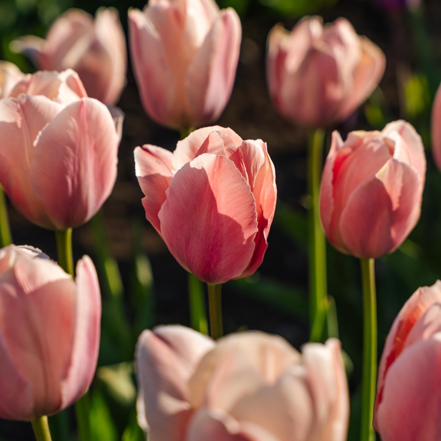 Tulppaani 'Salmon van Eijk'