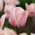 Tulppaani 'Salmon van Eijk'
