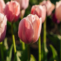 Tulppaani 'Salmon van Eijk'