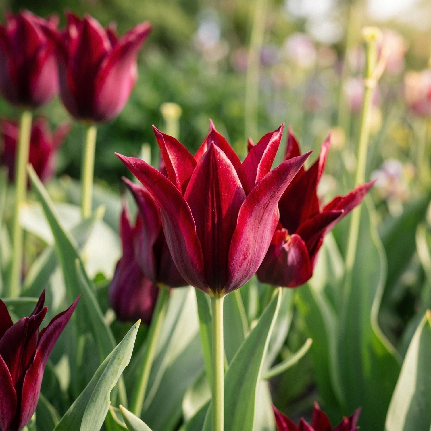 Tulppaani 'Sarah Raven'