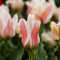 Tulppaani 'Serano'
