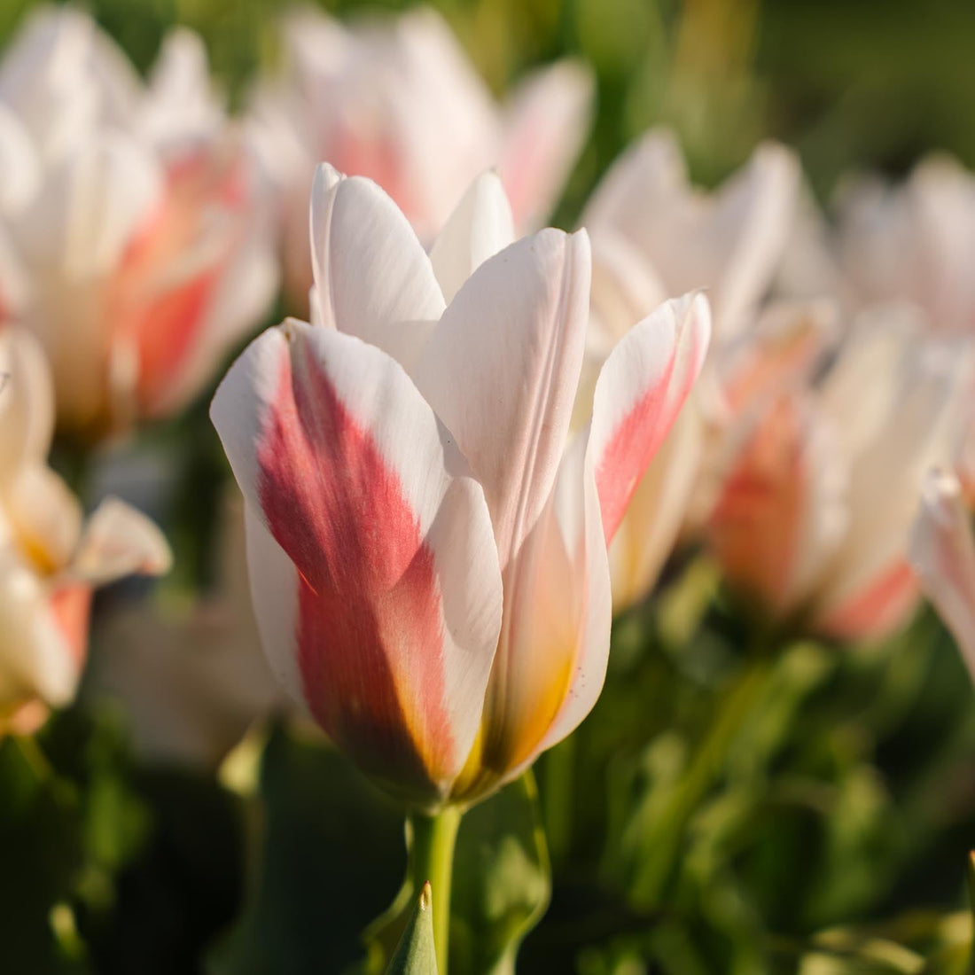 Tulppaani 'Serano'