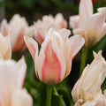 Tulppaani 'Serano'