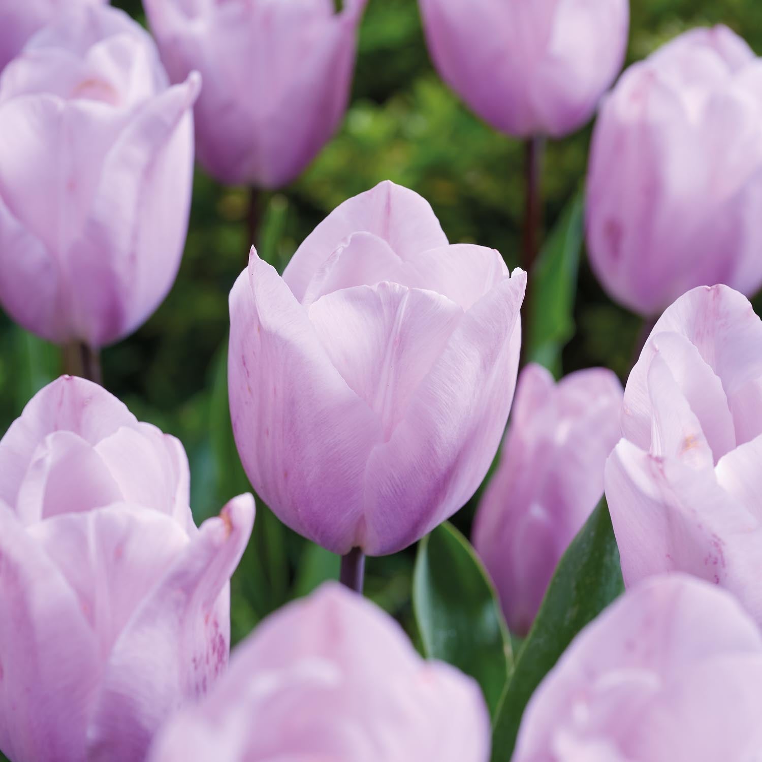 Tulppaani 'Silver Cloud'
