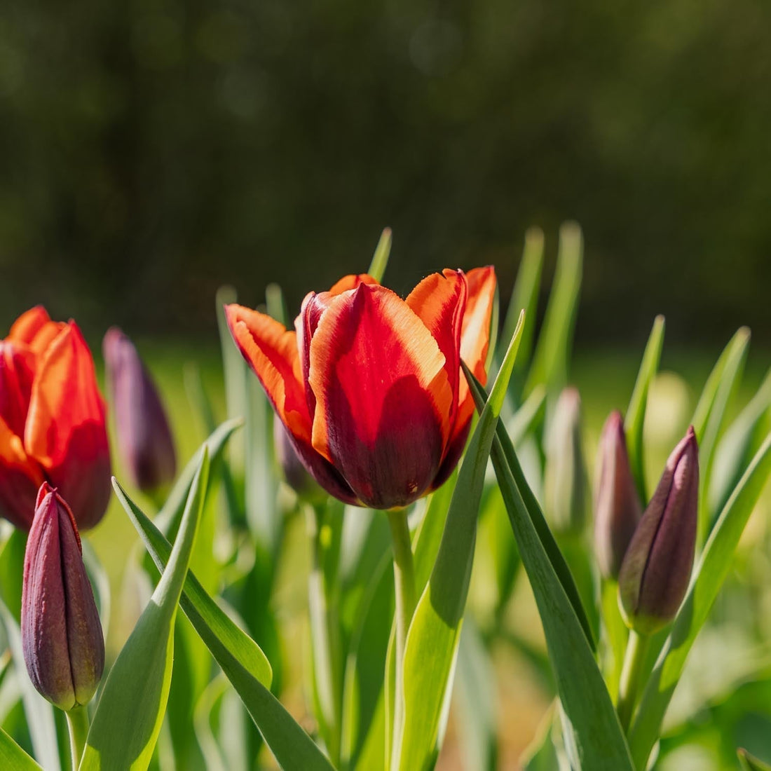 Tulppaani 'Slawa'
