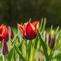 Tulppaani 'Slawa'