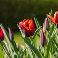 Tulppaani 'Slawa'