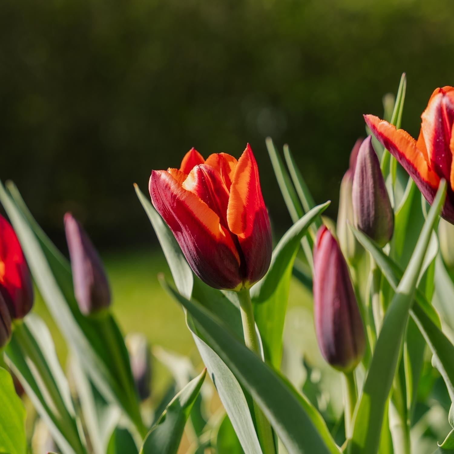 Tulppaani 'Slawa'