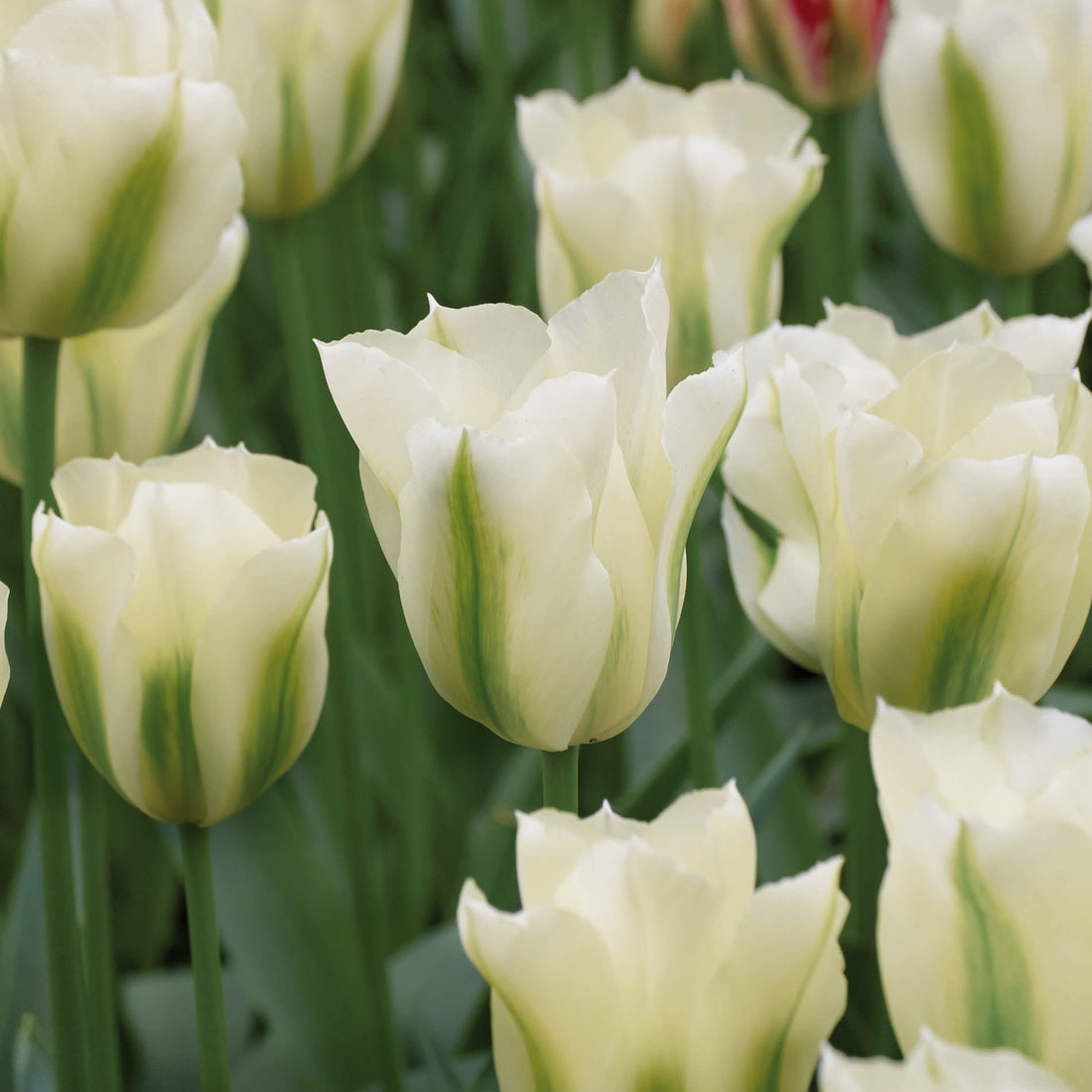 Tulppaani 'Spring Green'