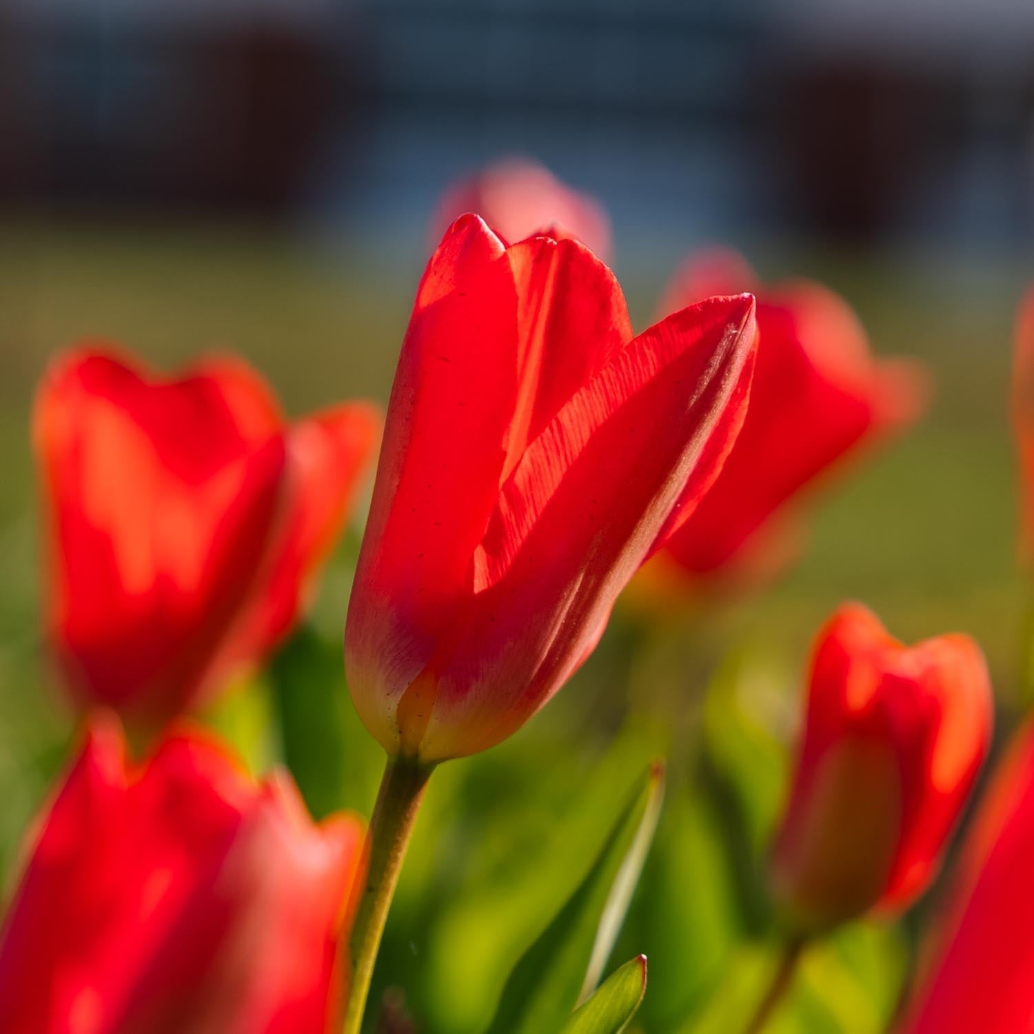 Tulppaani 'Spring Pearl'
