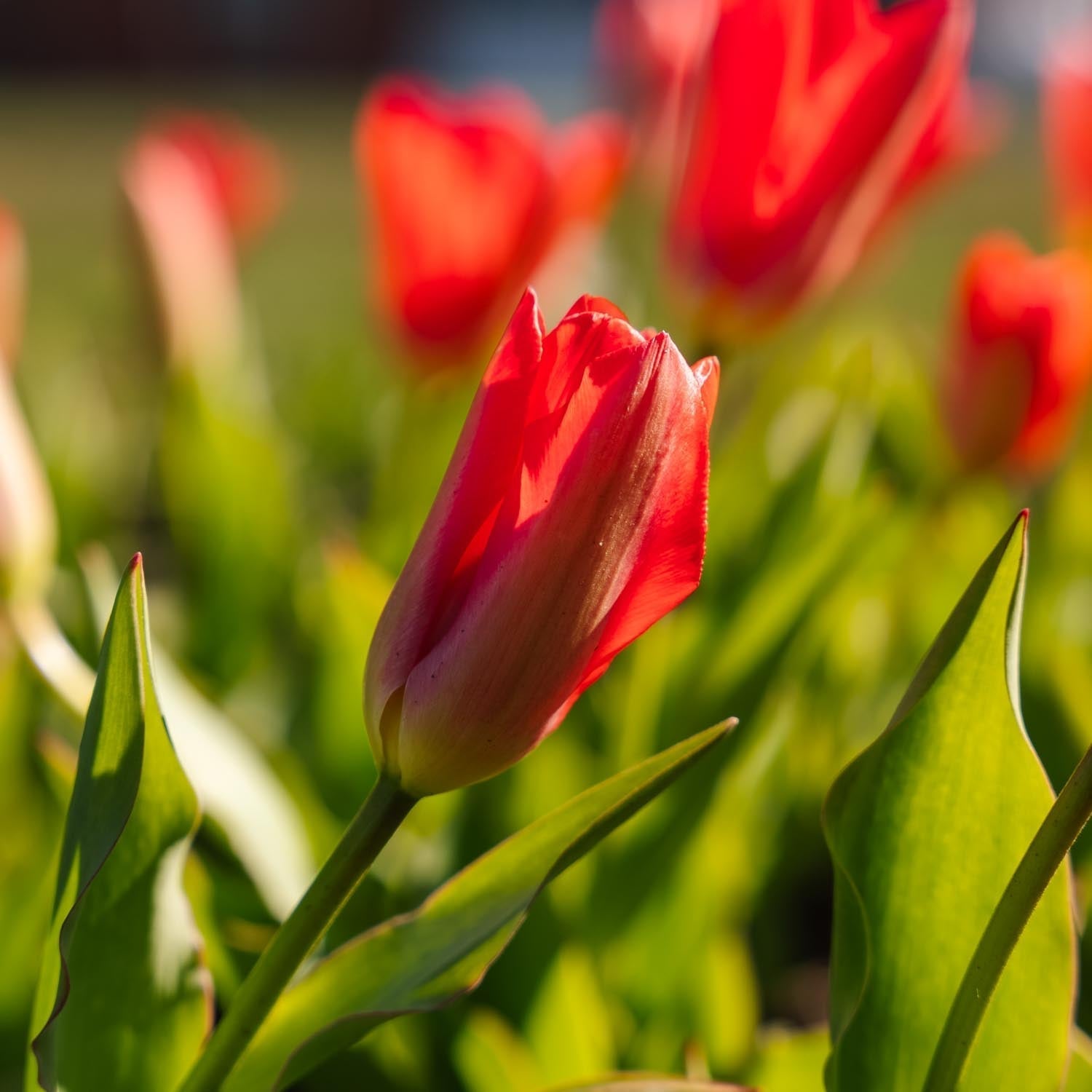Tulppaani 'Spring Pearl'