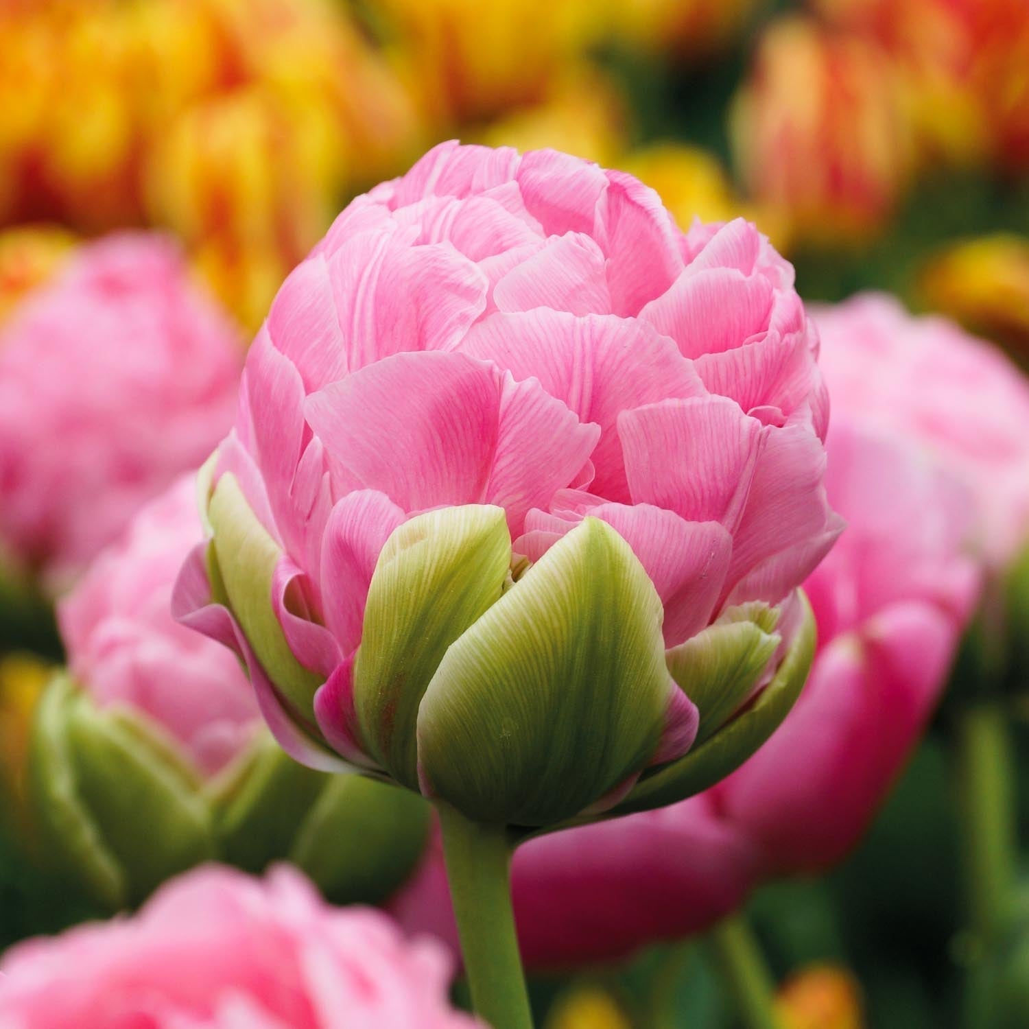 Tulppaani 'Strawberry Cream'
