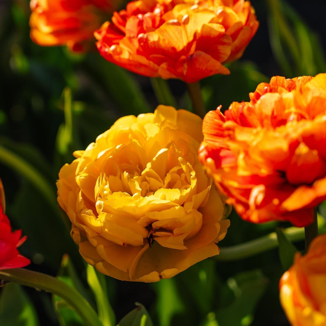 Tulppaani 'Sunlover'