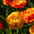 Tulppaani 'Sunlover'