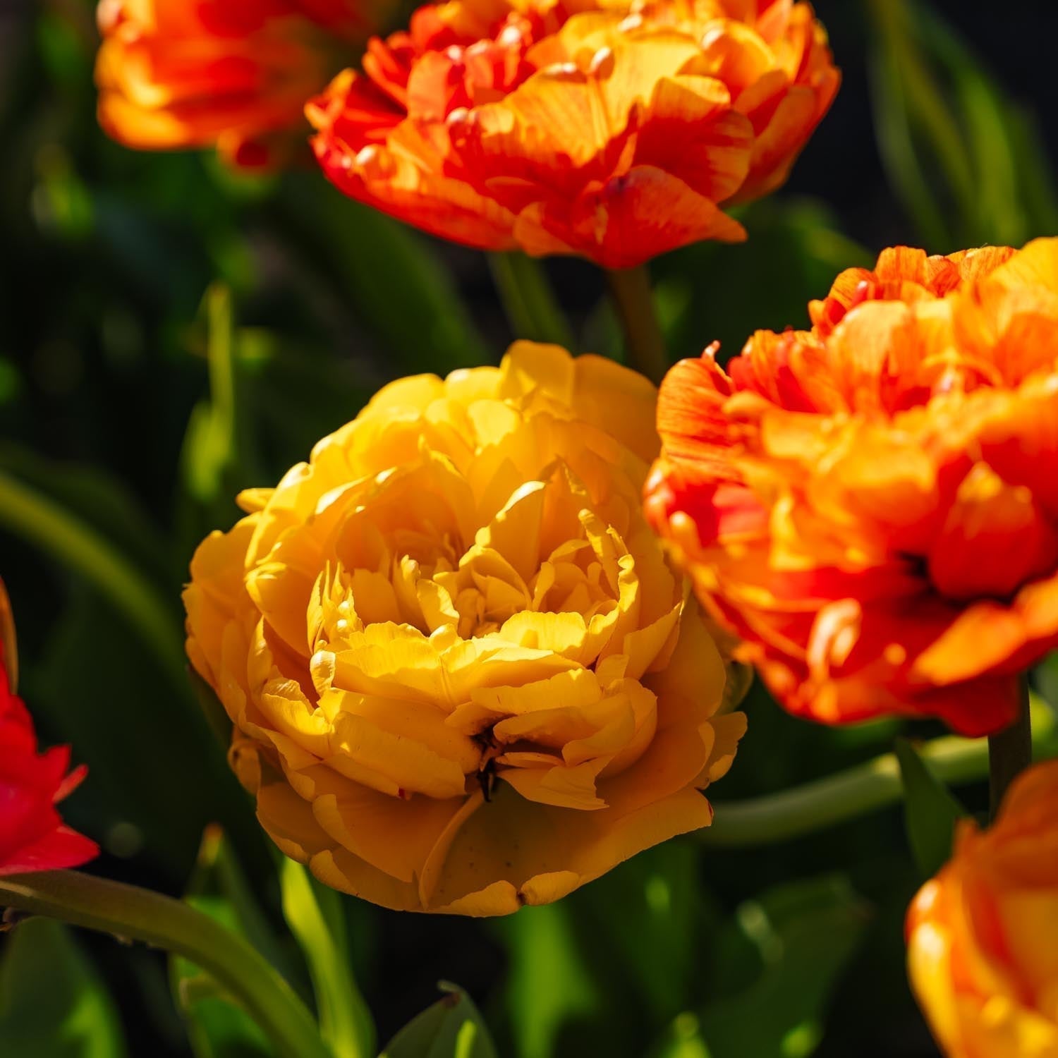 Tulppaani 'Sunlover'