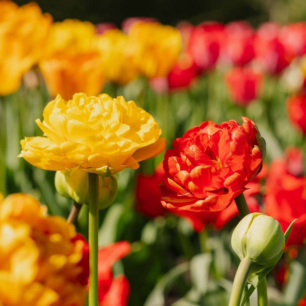 Tulppaani 'Sunlover'