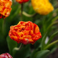 Tulppaani 'Sunlover'