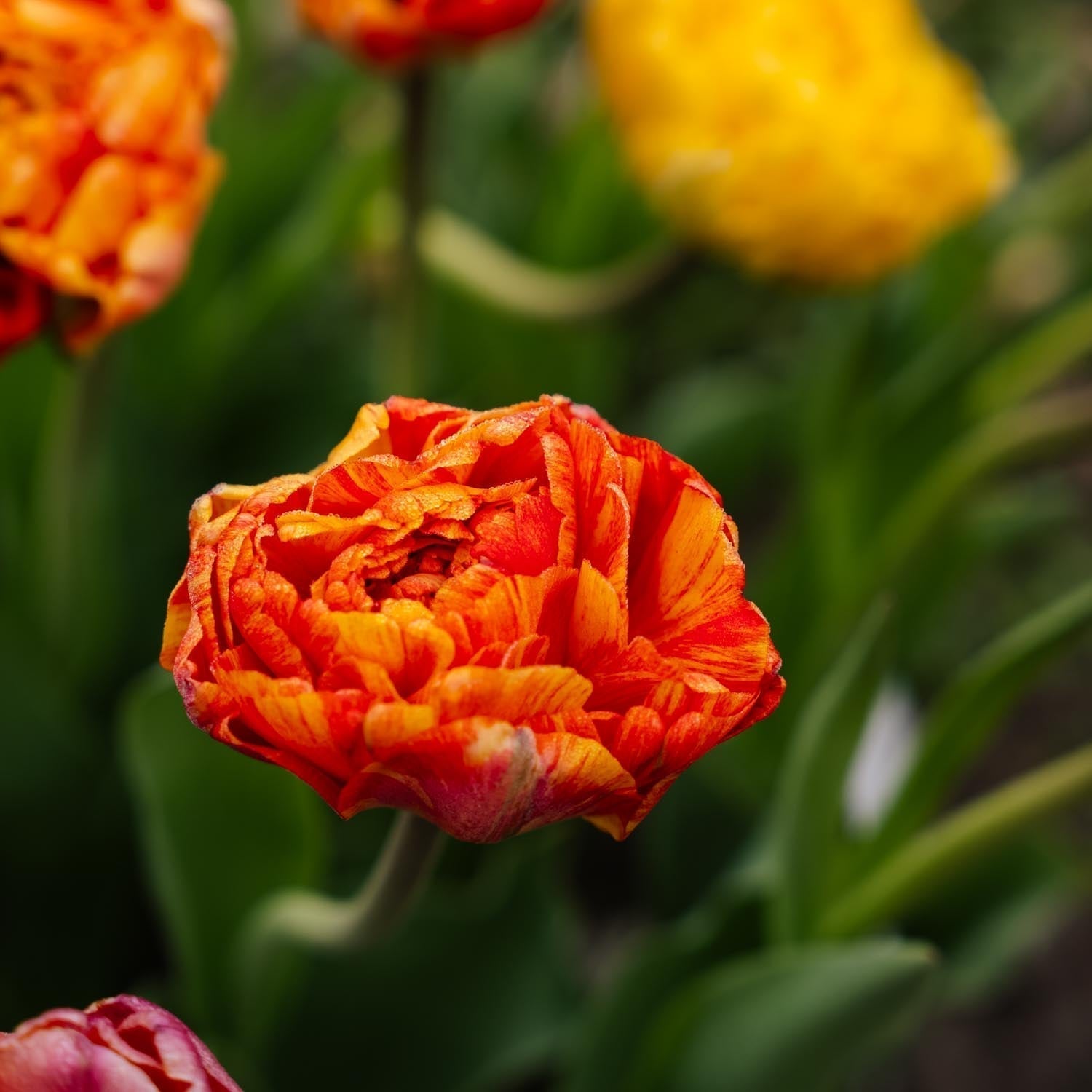 Tulppaani 'Sunlover'