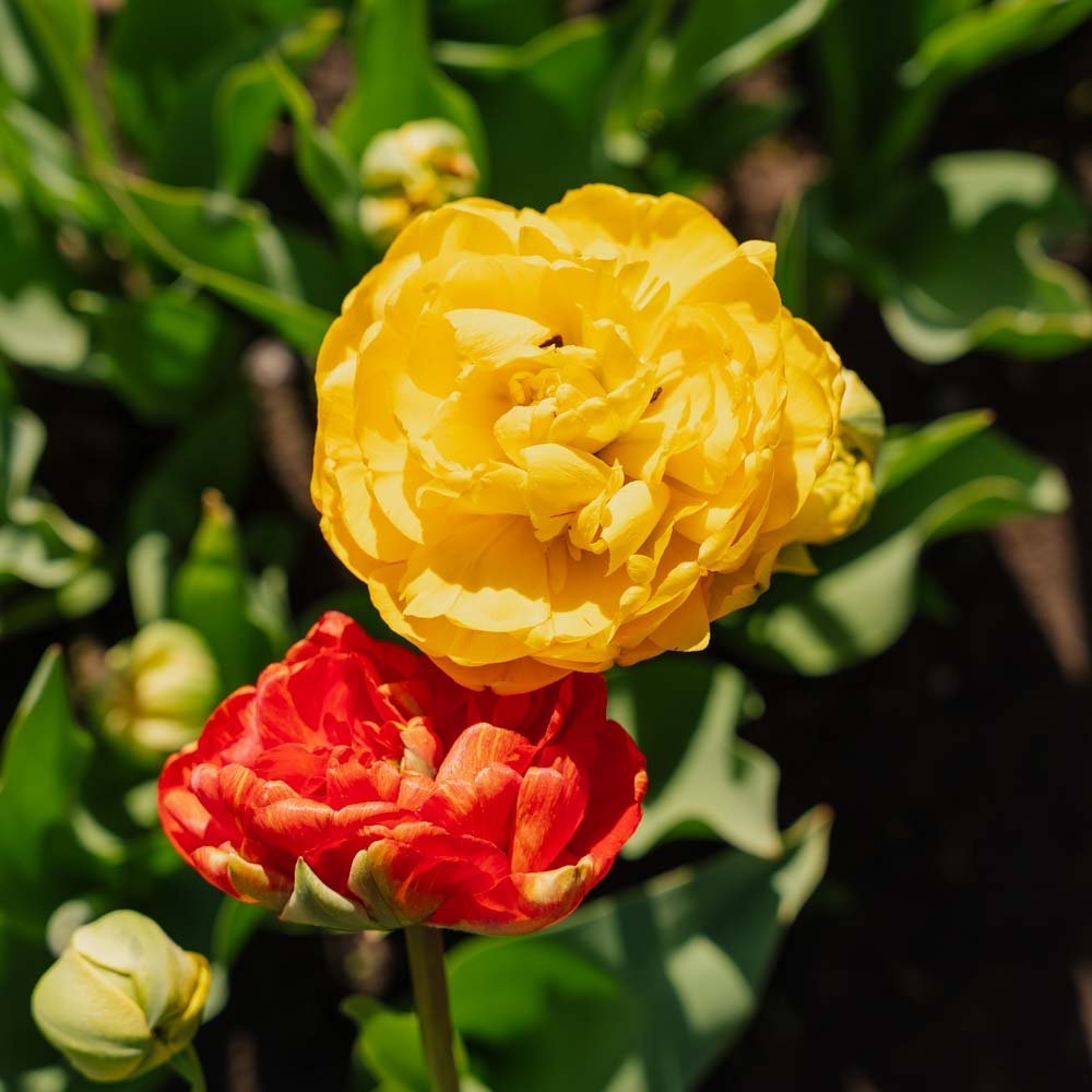 Tulppaani 'Sunlover'