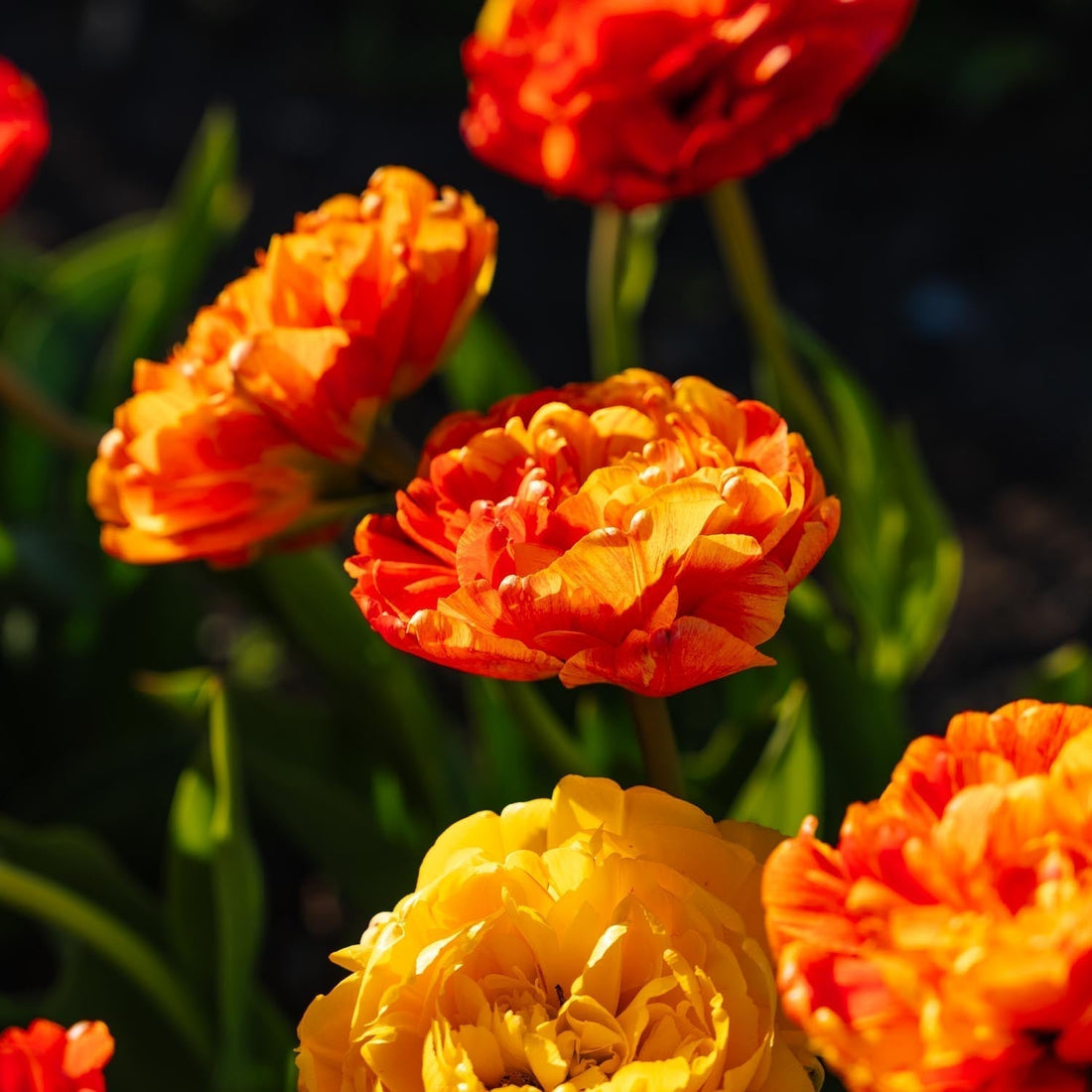 Tulppaani 'Sunlover'