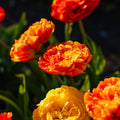 Tulppaani 'Sunlover'
