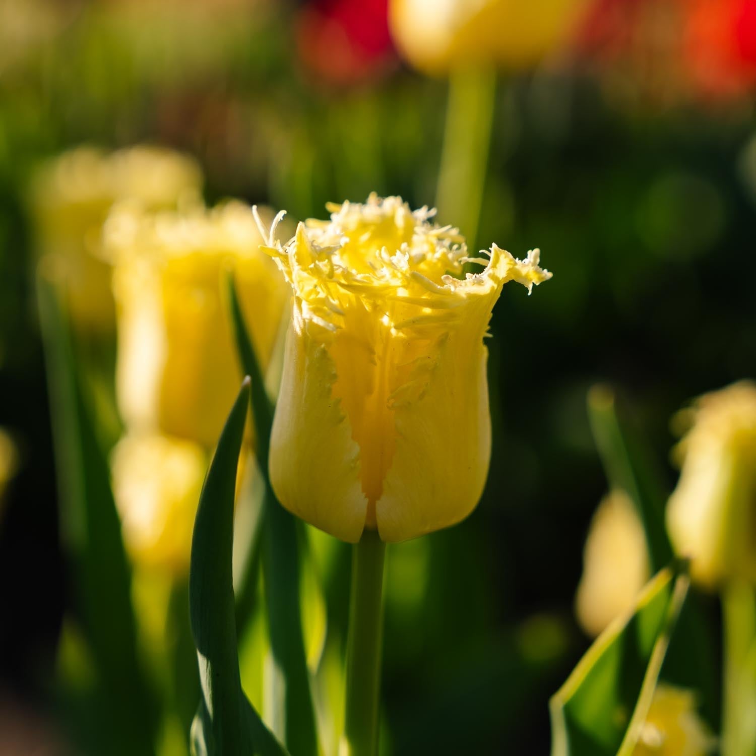 Tulppaani 'Sunny Time'