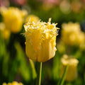 Tulppaani 'Sunny Time'
