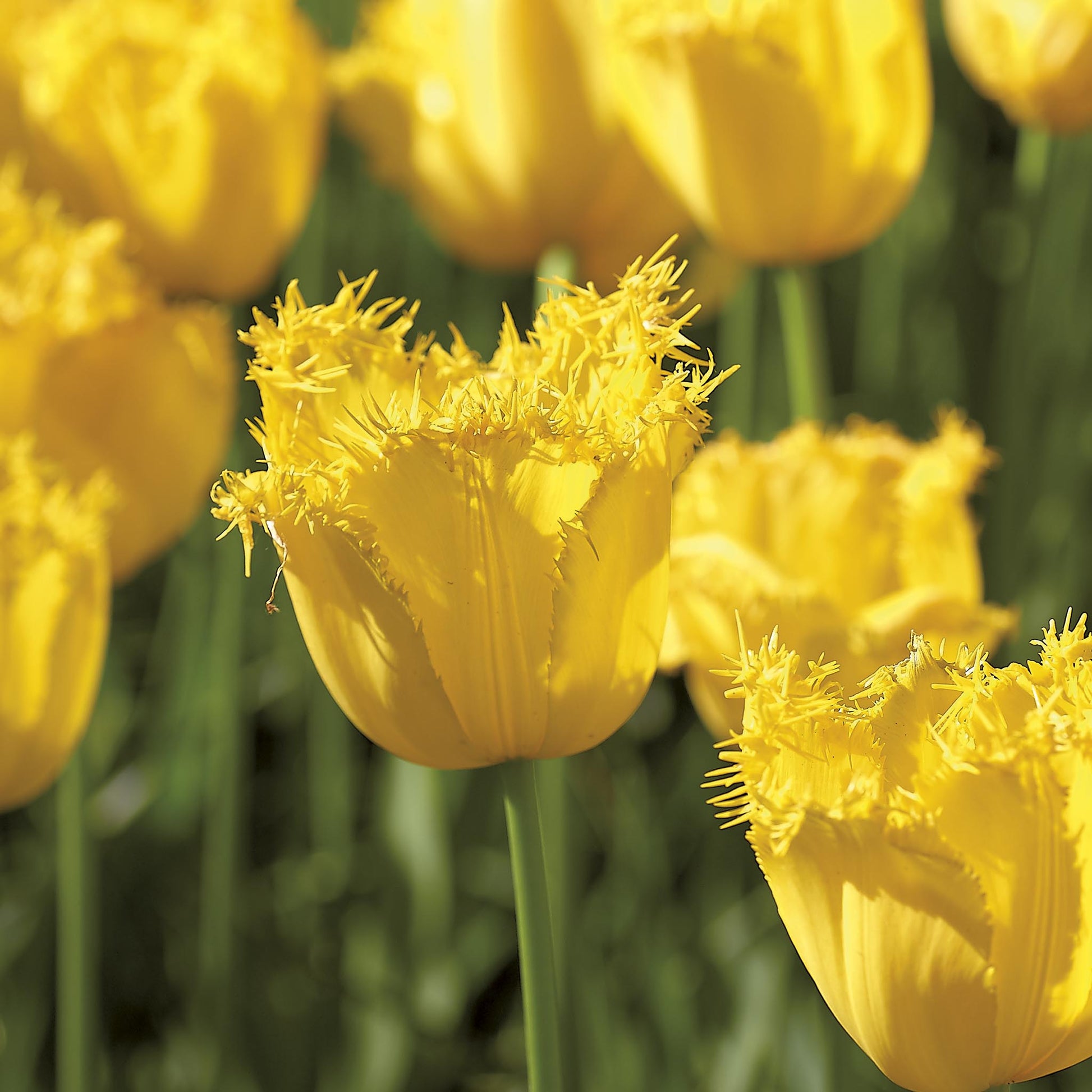 Tulppaani 'Sunny Time'