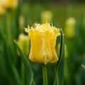 Tulppaani 'Sunny Time'
