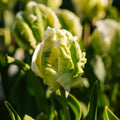 Tulppaani 'Super Parrot'