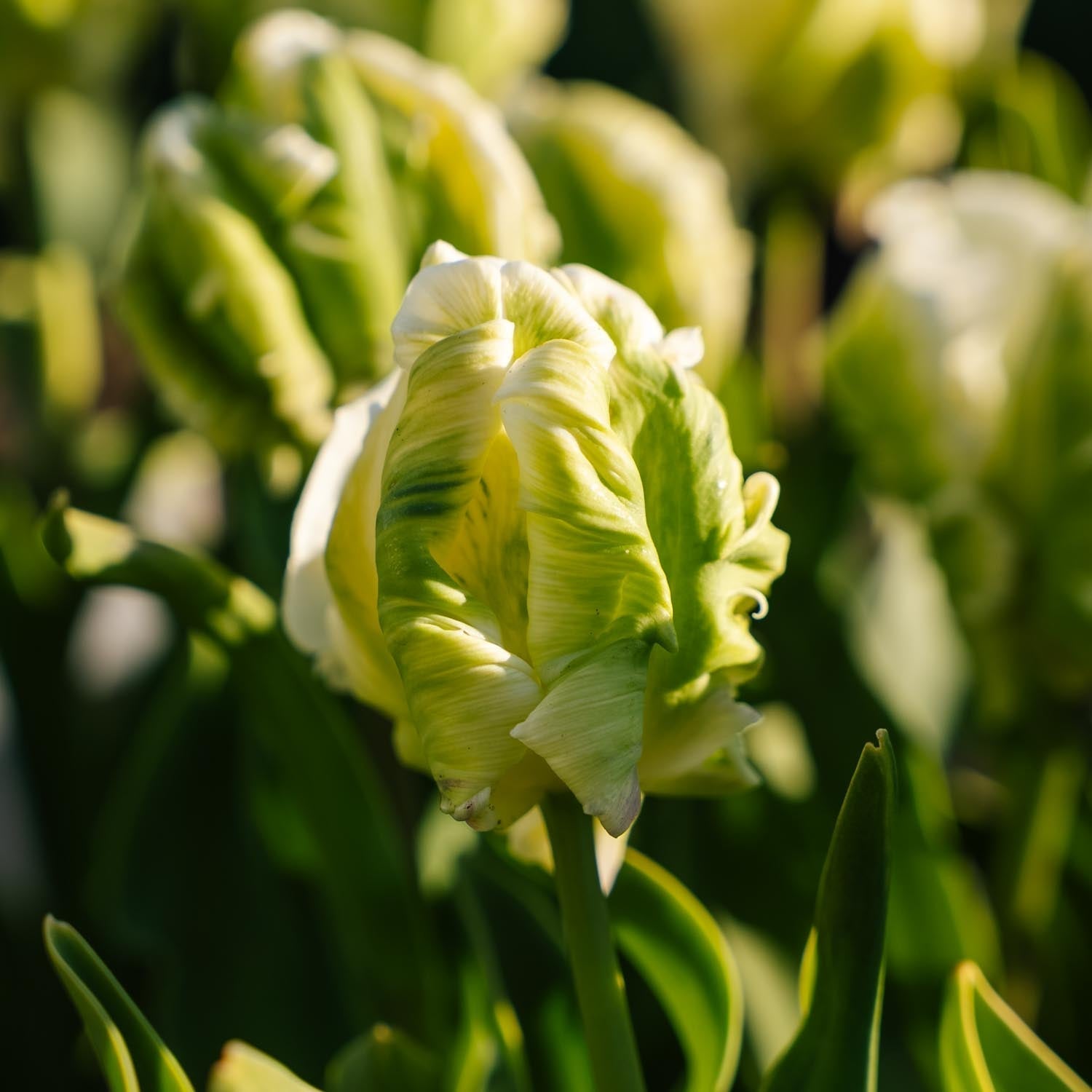 Tulppaani 'Super Parrot'