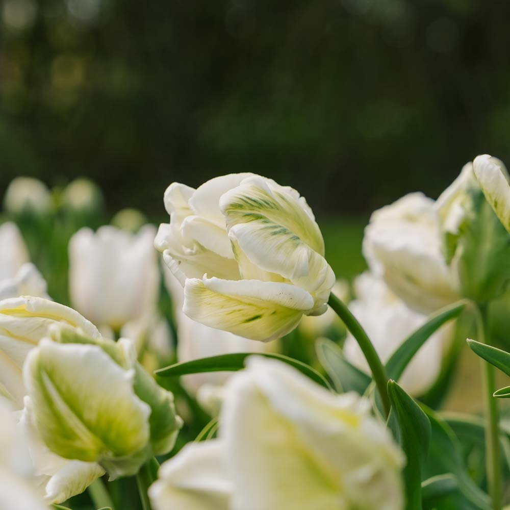 Tulppaani 'Super Parrot'