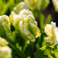 Tulppaani 'Super Parrot'