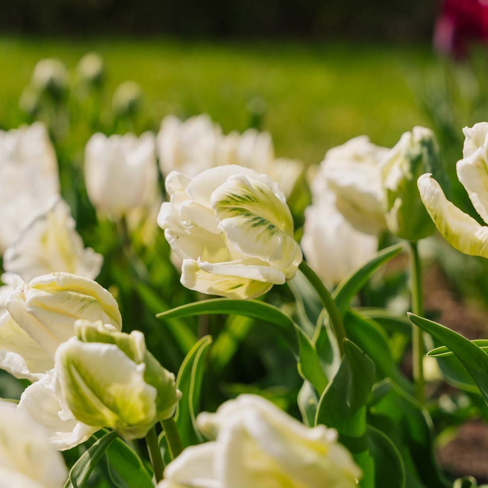 Tulppaani 'Super Parrot'