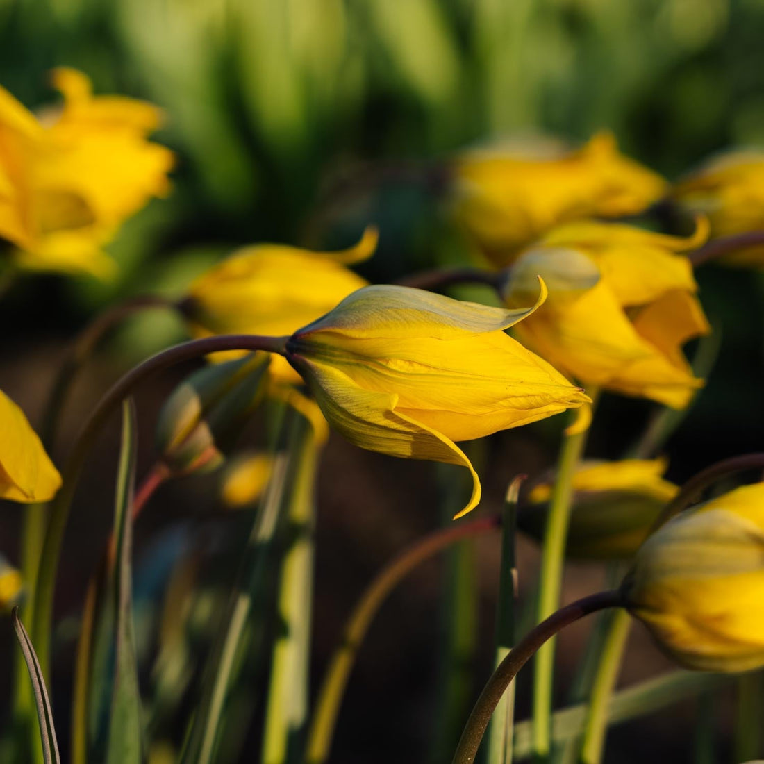 Tulppaani 'Sylvestris'