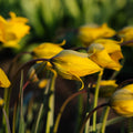 Tulppaani 'Sylvestris'