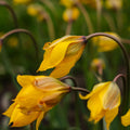 Tulppaani 'Sylvestris'