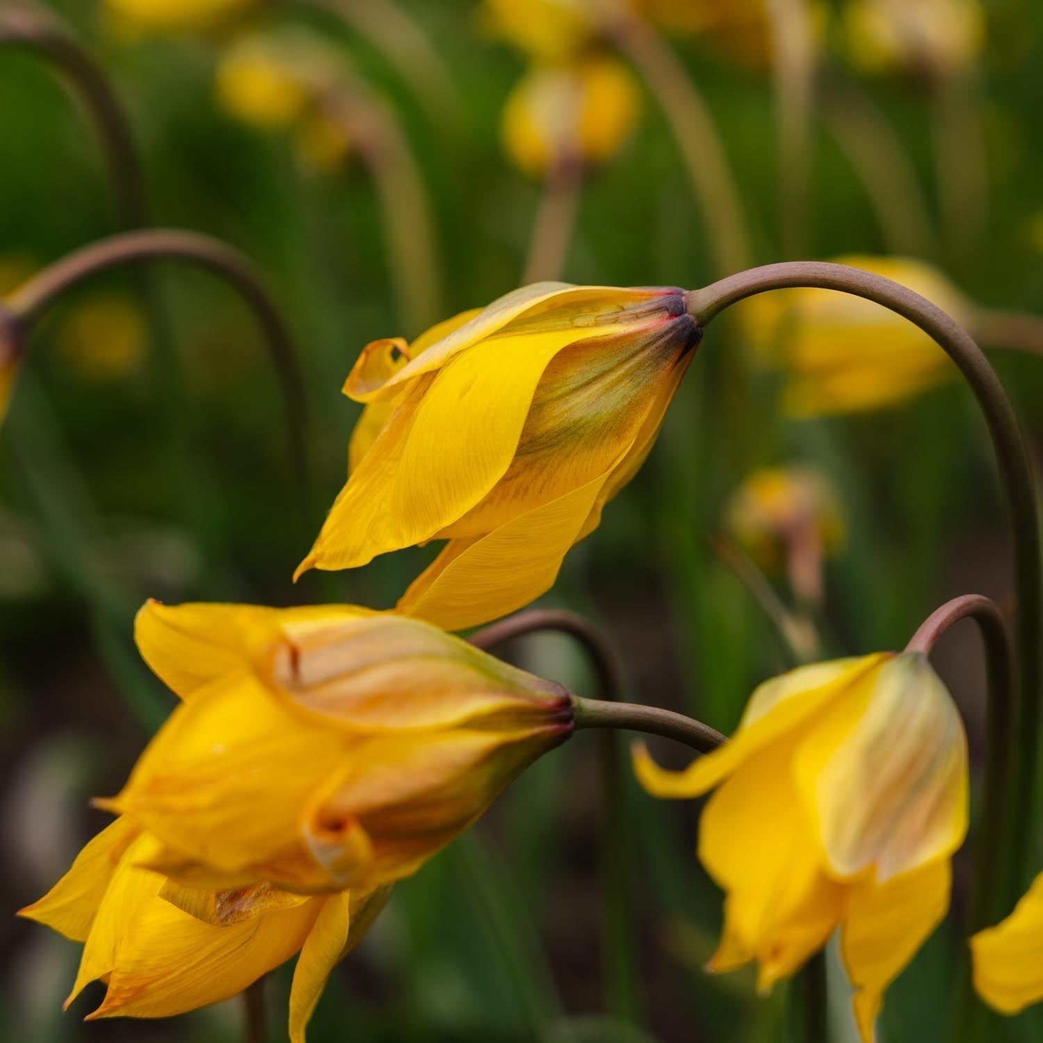 Tulppaani 'Sylvestris'
