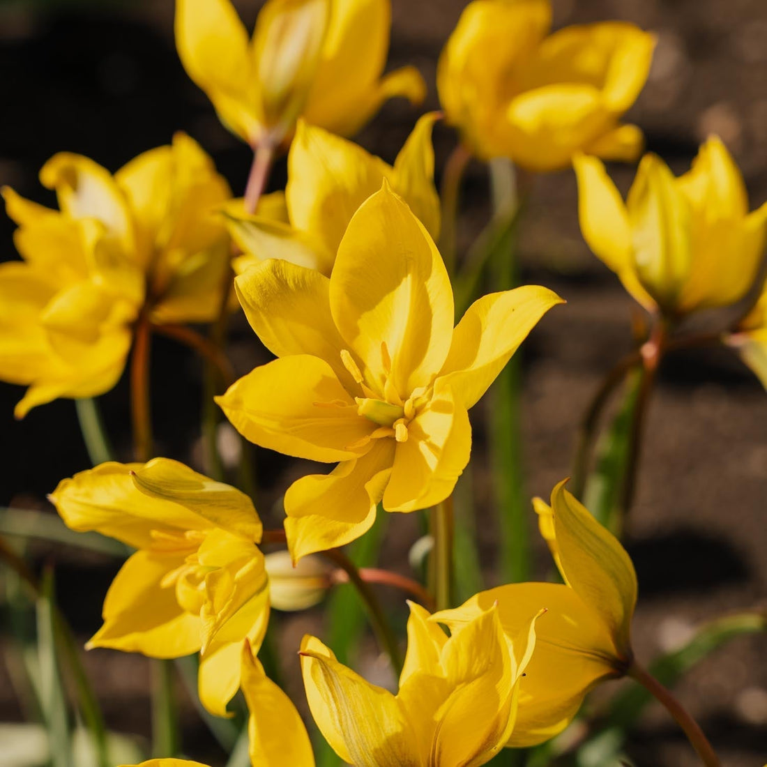 Tulppaani 'Sylvestris'
