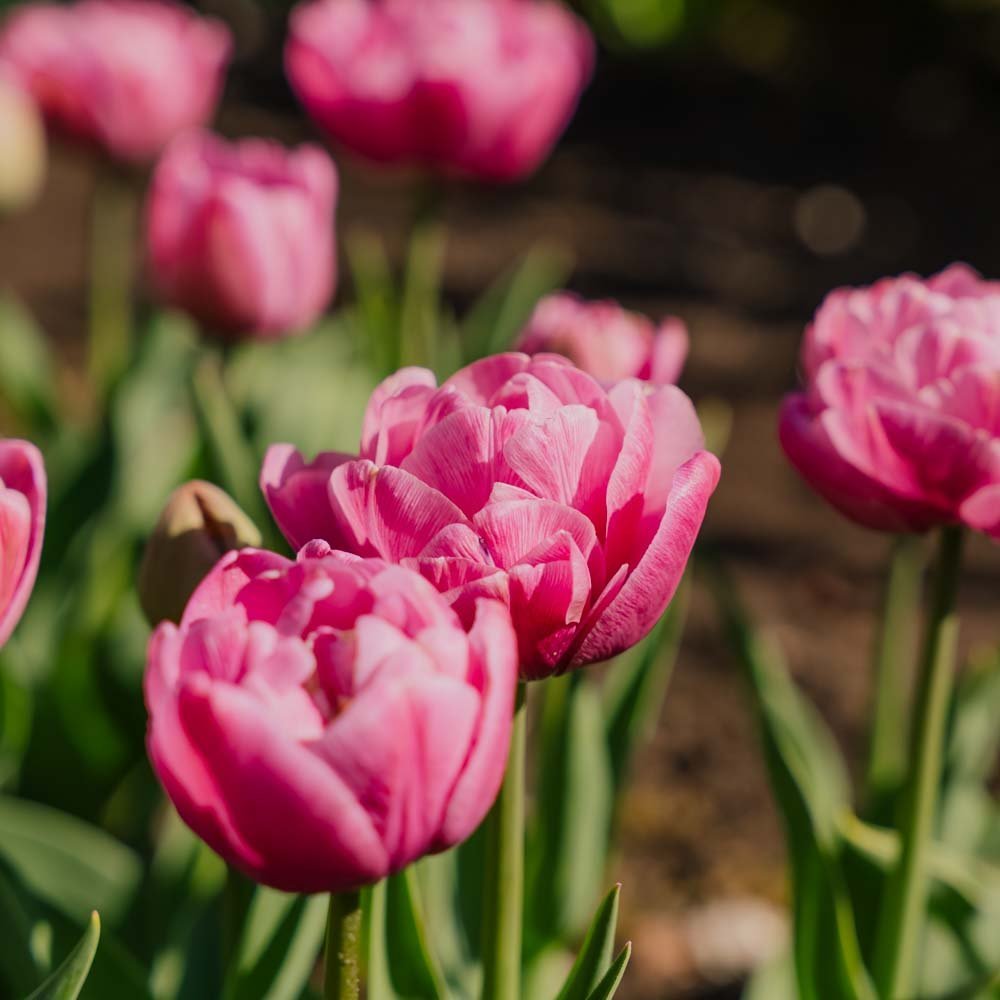 Tulppaani 'Tabledance'