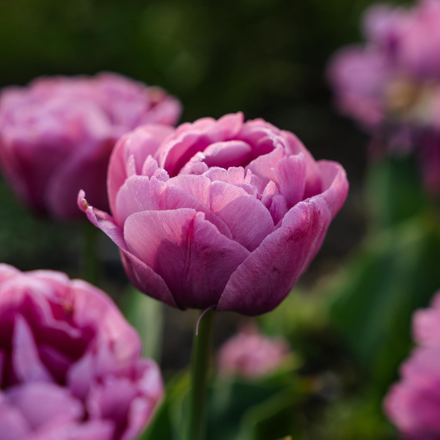 Tulppaani 'Tabledance'