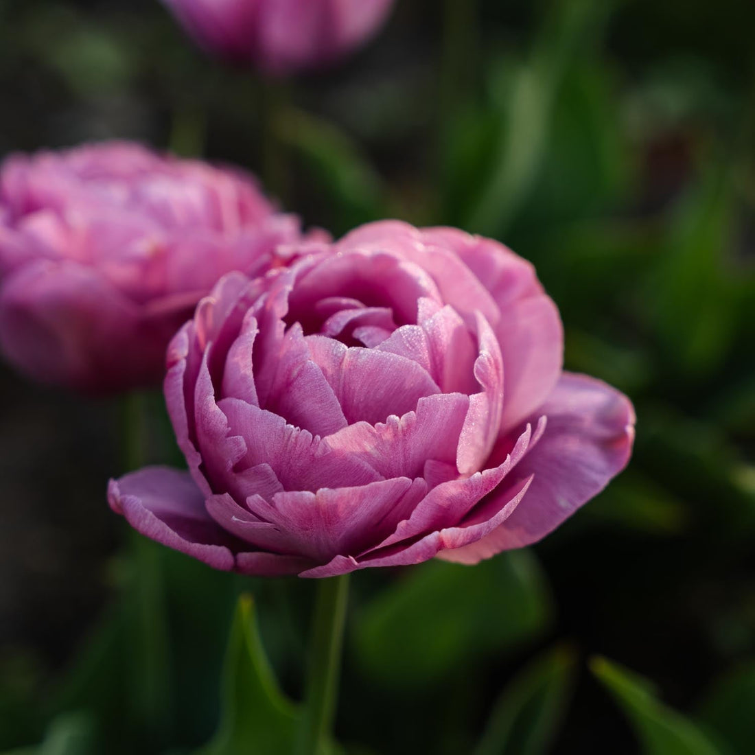 Tulppaani 'Tabledance'