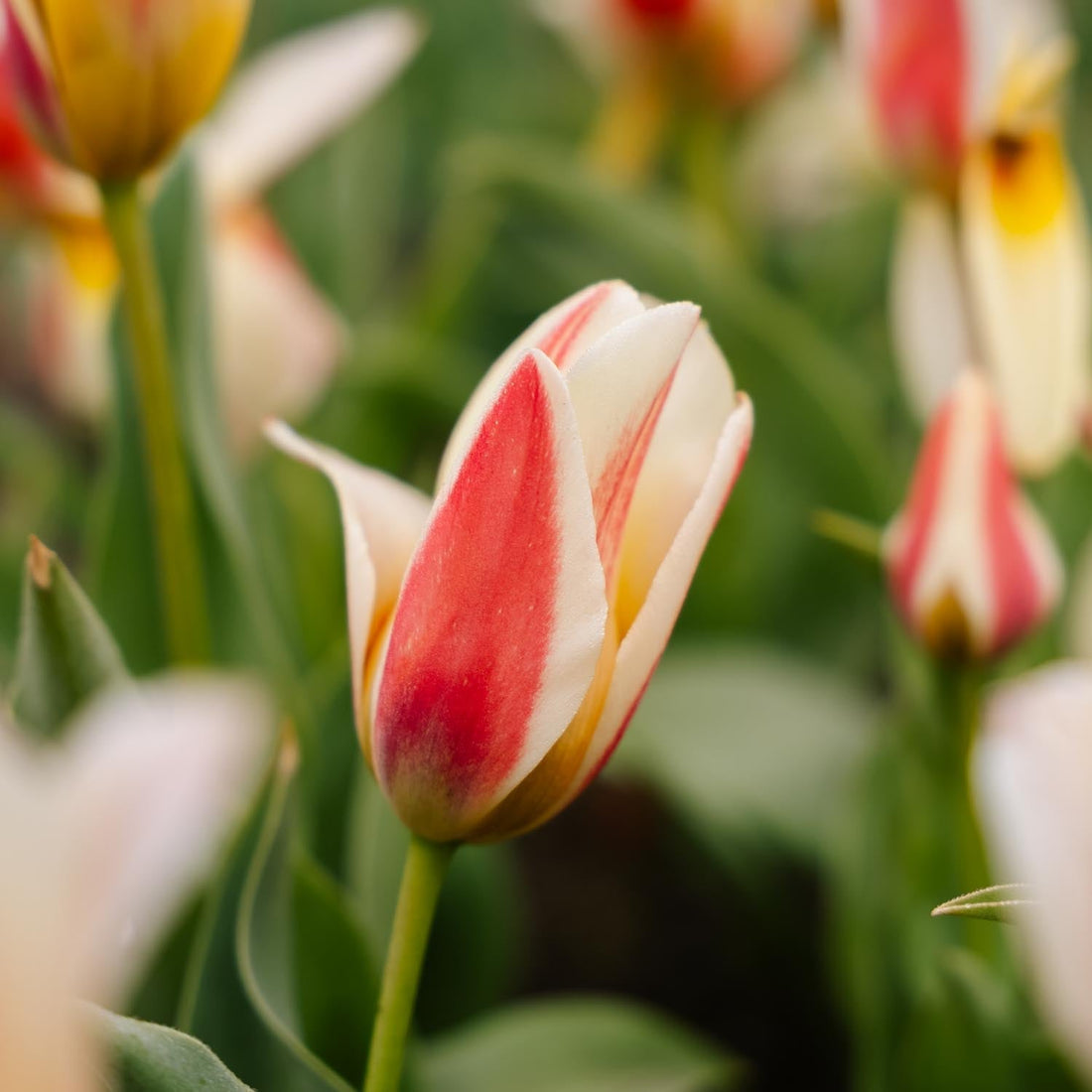 Tulppaani 'Tarafta'