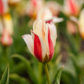 Tulppaani 'Tarafta'