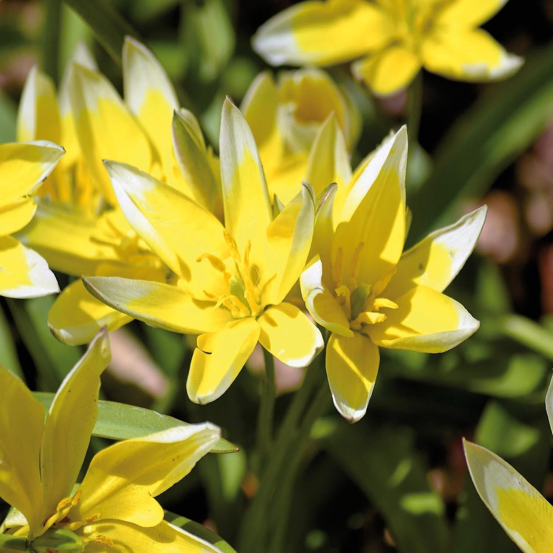 Tulppaani 'Tarda'
