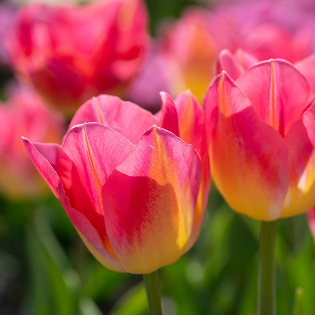 Tulppaani 'Tom Pouce'